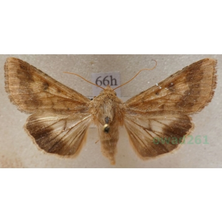 Helicoverpa armigera (Hübner, 1808) Słonecznica orężówka Czech66h